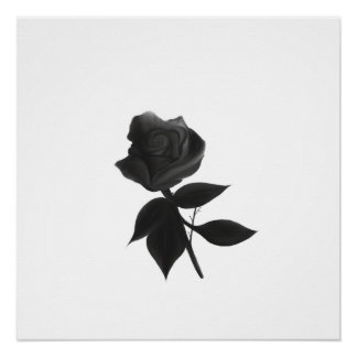 Poster Rose noire