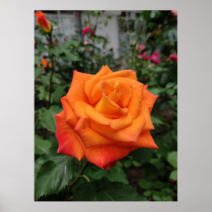 Poster rose orange