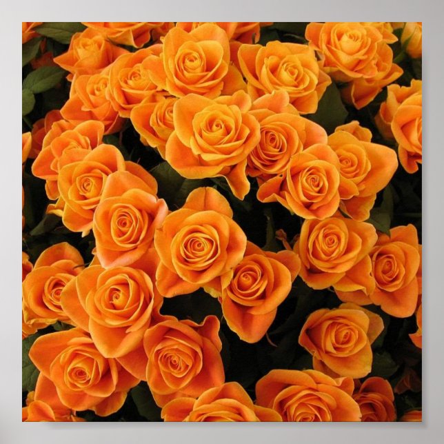 Poster Rose orange (Devant)
