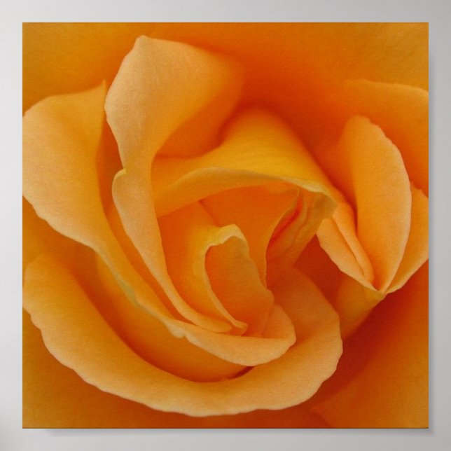 Poster Rose orange (Devant)