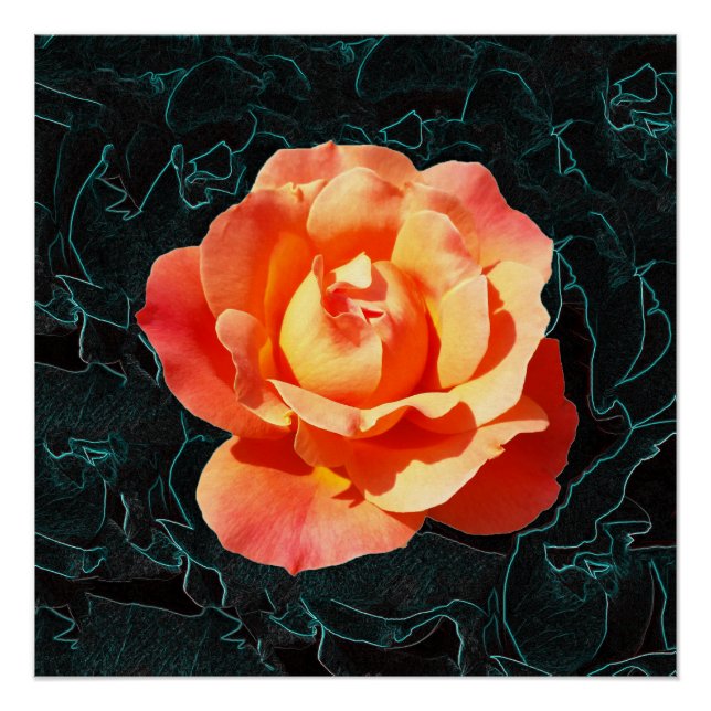 Poster Rose orange clair (Devant)
