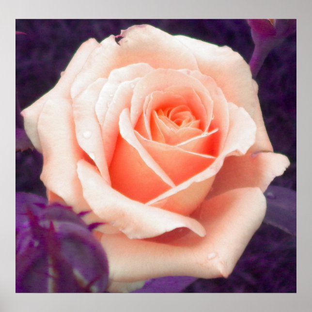 Poster Rose Peach (Devant)