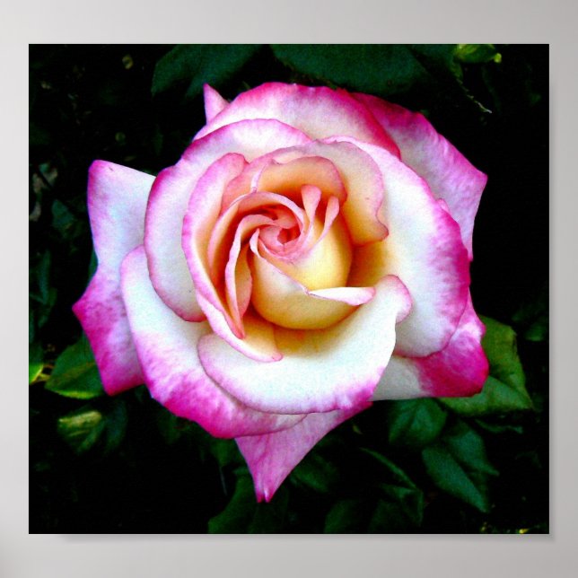 Poster Rose peint (Devant)