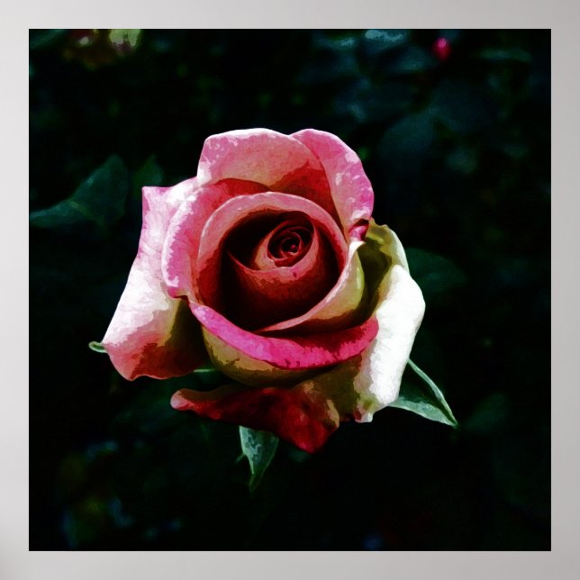 Poster Rose peinte à l'huile (Devant)