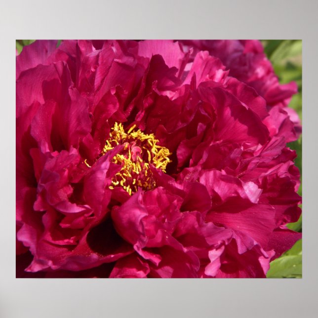 Poster rose Peony Imprimer (Devant)