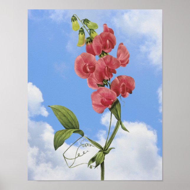Poster rose Pois doux Floral Art (Devant)