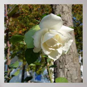 Poster rose près de l'arbre