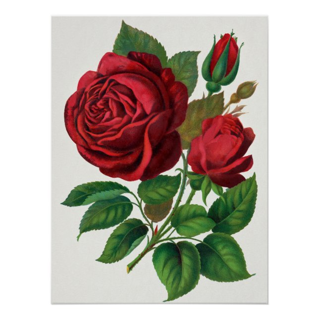 Poster Rose Print Rochester Lithographing and Printing Co (Devant)