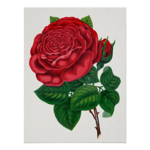 Poster Rose Print Rochester Lithographing and Printing Co
