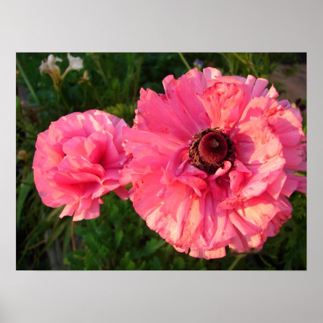 Poster rose Rannunculus Bulb Printemps Jardin Fleu (Devant)