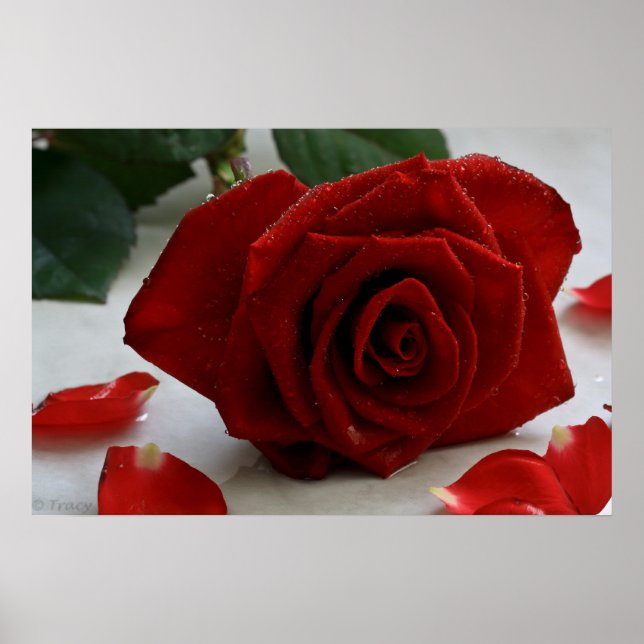 Poster Rose romantique (Devant)