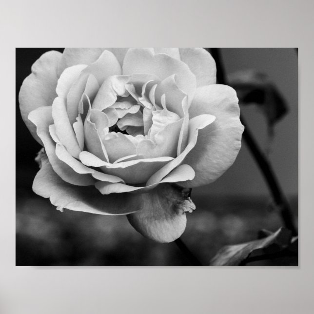 Poster Rose romantique noir et blanc (Devant)