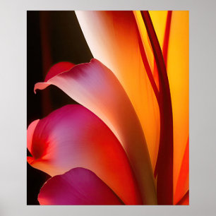 Poster rose rose Abstrait Floral