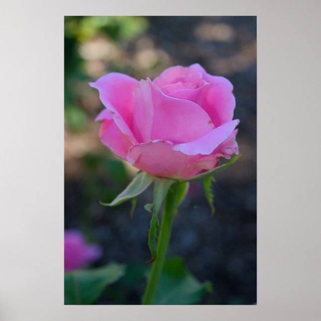 Poster Rose rose boudin (Devant)