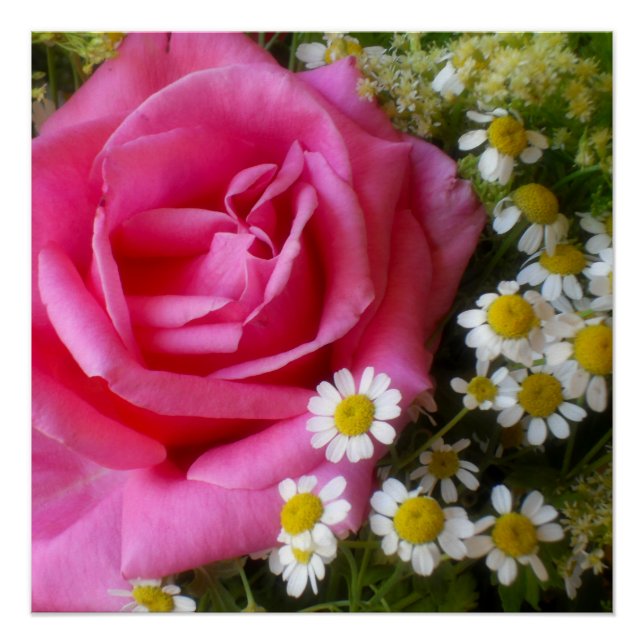 Poster Rose rose chaud et marguerites blanches Photo (Devant)