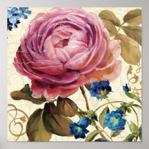 Poster Rose rose en pleine floraison