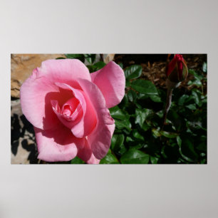 Poster Rose rose et bud Garden Floral