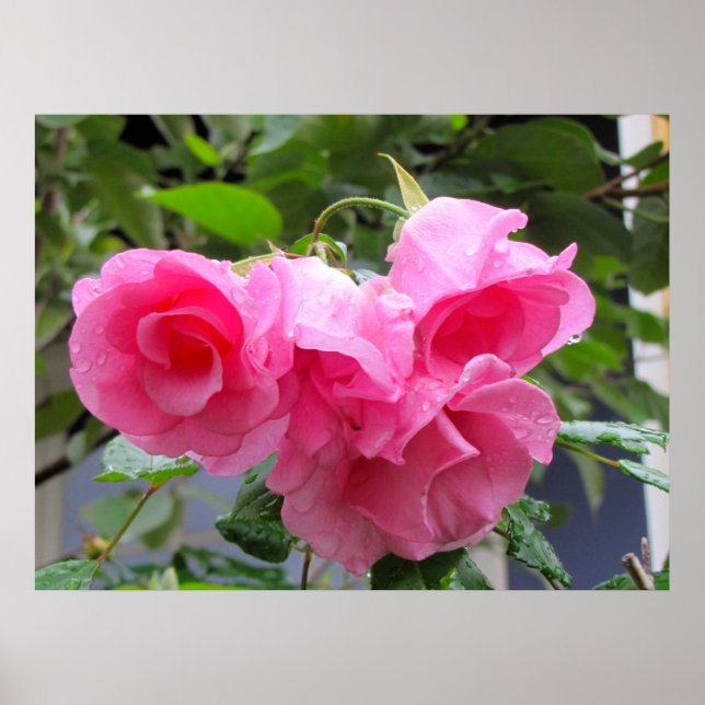 Poster rose rose et gouttes de pluie (Devant)