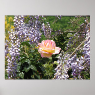 Poster Rose rose et mauve