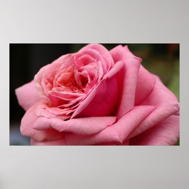Poster Rose rose I Jolie photo florale (Devant)