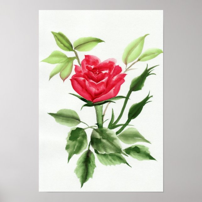 Poster Rose rouge (Devant)