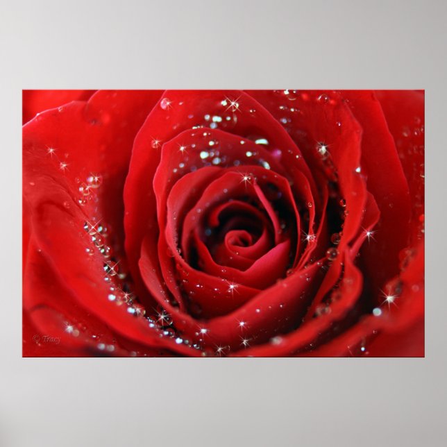 Poster Rose rouge (Devant)