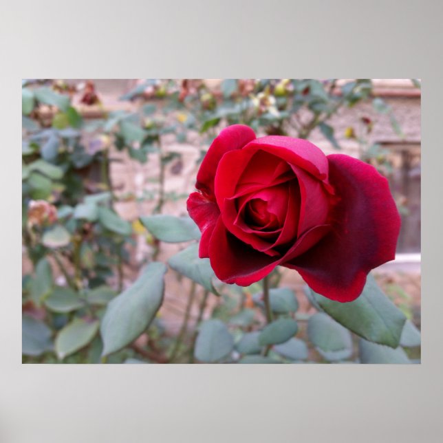 Poster Rose rouge d'automne (Devant)