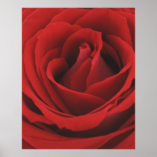Poster Rose rouge florissante (Devant)