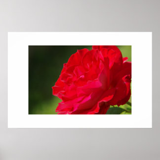 Poster Rose rouge - Imprimer