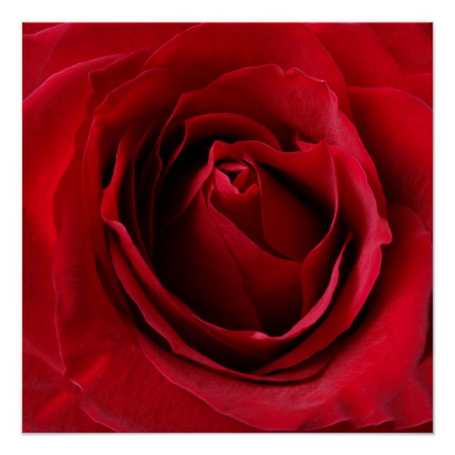 Poster rose rouge profonde (Devant)