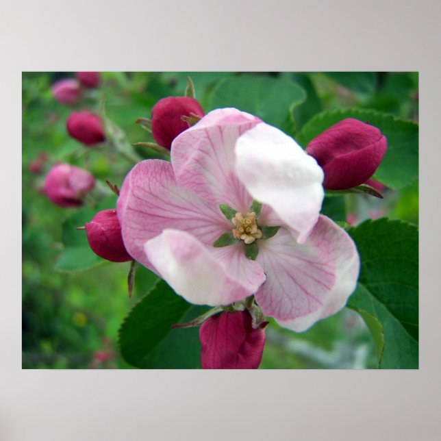 Poster Rose sauvage (Devant)