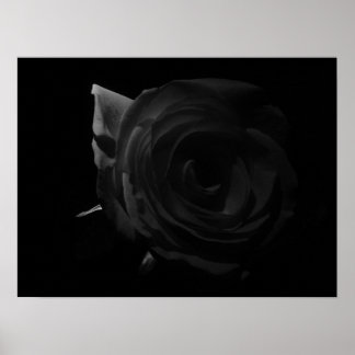 Poster Rose sombre