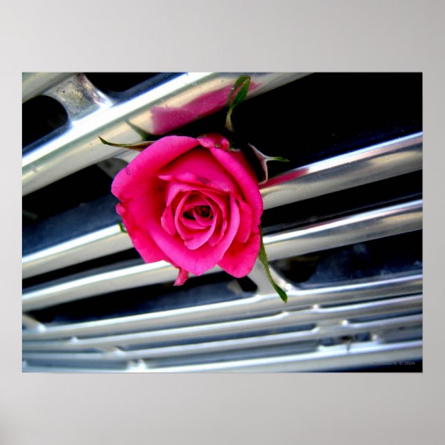Poster Rose sur Grill (Devant)
