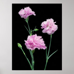 Poster Rose sur noir