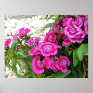 Poster rose Sweet William/Dianthus