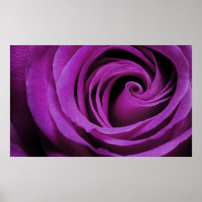 Poster Rose violet (Devant)