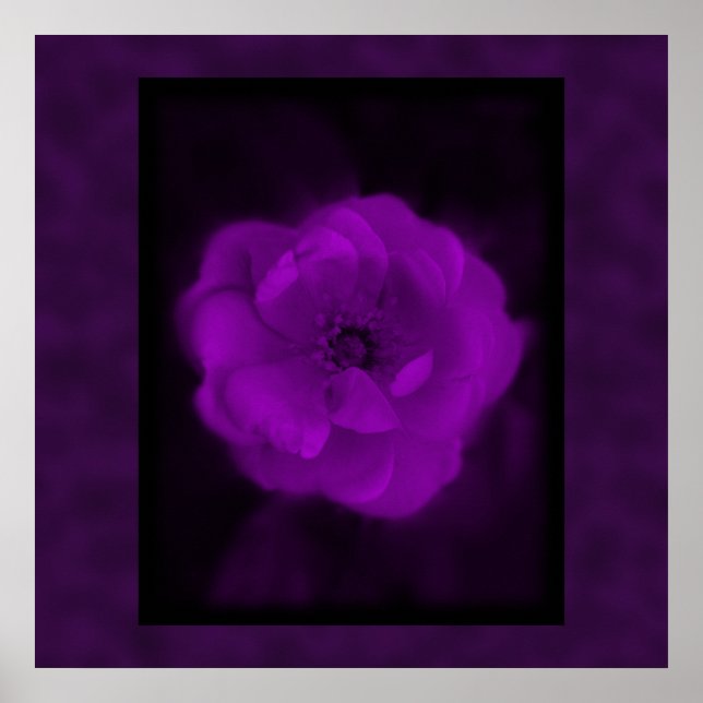 Poster Rose violet. Avec le violet noir et foncé. (Devant)