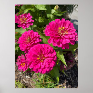 Poster rose Zinnia