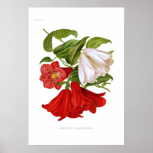 Poster Rosea de Lapageria. (Campanule chilienne)