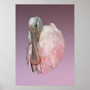 Poster Roseate Spoonbill Bird