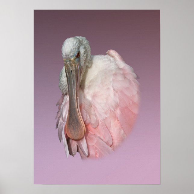 Poster Roseate Spoonbill Bird (Devant)