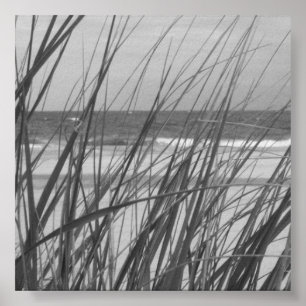 POSTER ROSEAU DES SABLES