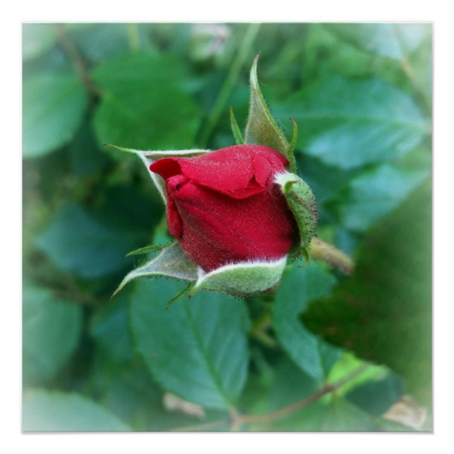 Poster rosebud rouge (Devant)