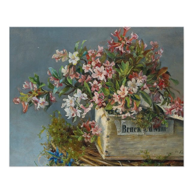Poster Roses alpins dans une boîte à fenêtre - Andreas La (Devant)