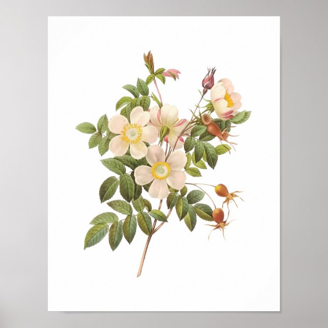 Poster Roses blanches botaniques (Devant)