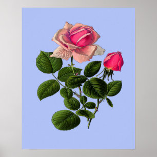 Poster Roses de thé roses