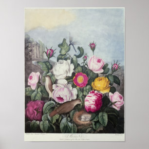 Poster Roses, 'du temple de Flora