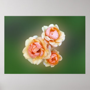 Poster roses jaunes