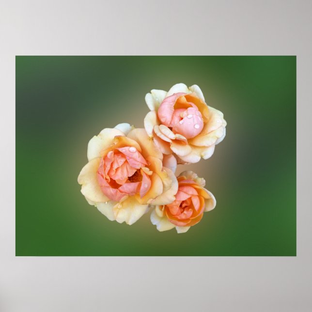 Poster roses jaunes (Devant)