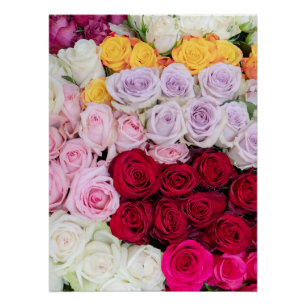 Poster Roses Mixtes Colorées